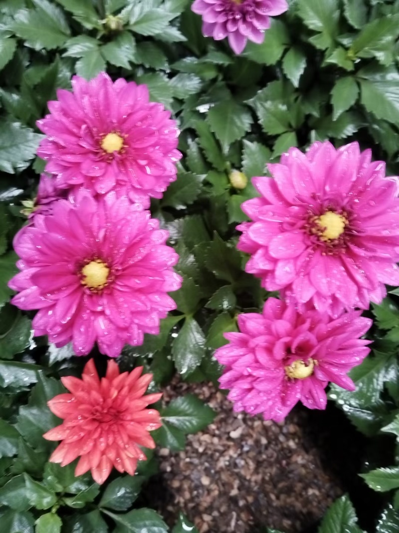 小丽花