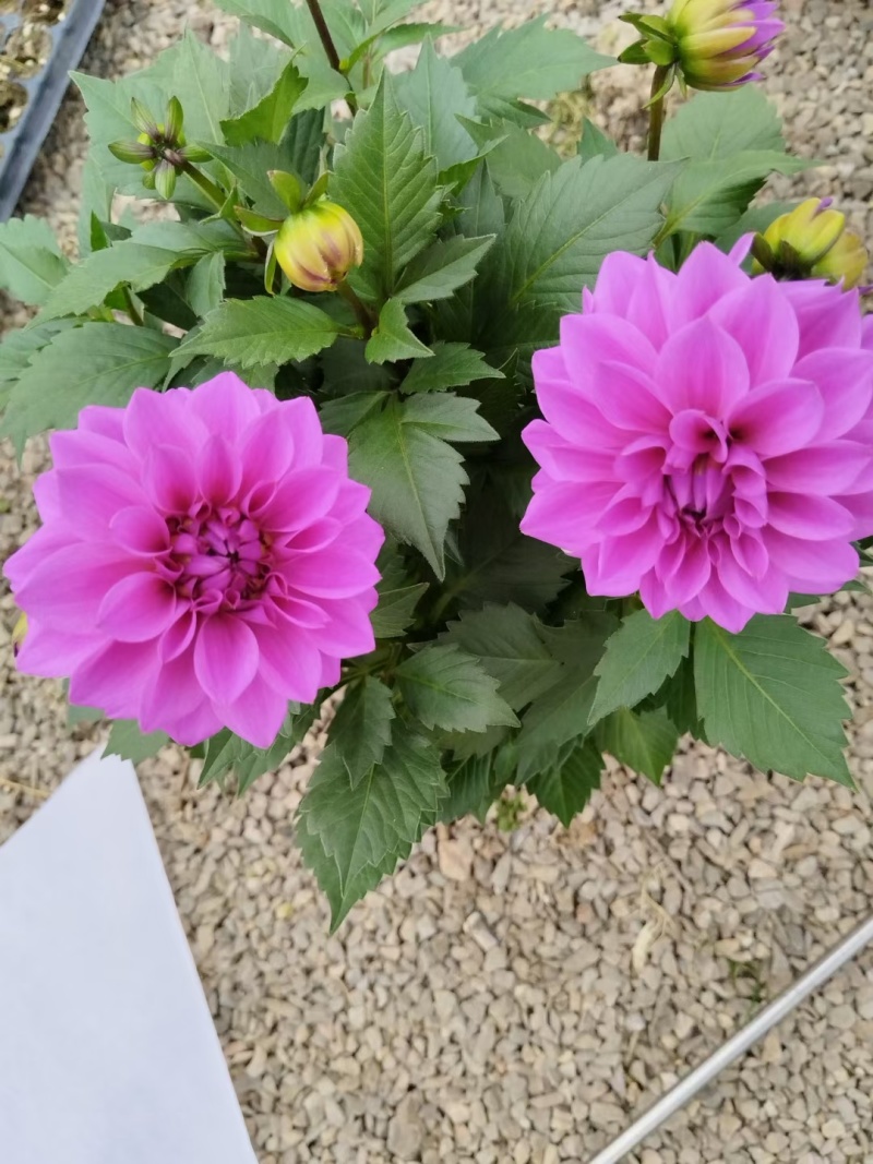 小丽花
