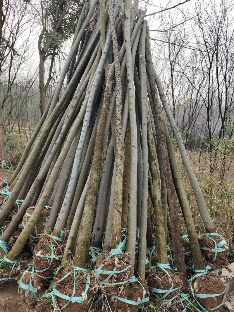 朴树小苗朴树苗小叶朴树苗朴树1至20公分朴树占地造林用苗