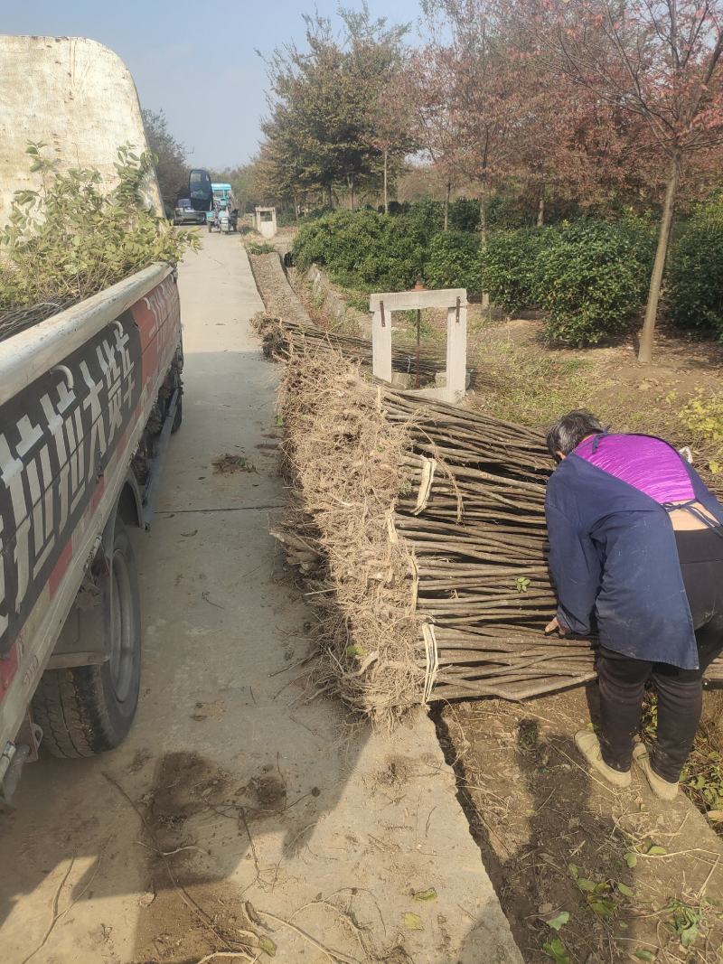 朴树小苗朴树苗小叶朴树苗朴树1至20公分朴树占地造林用苗