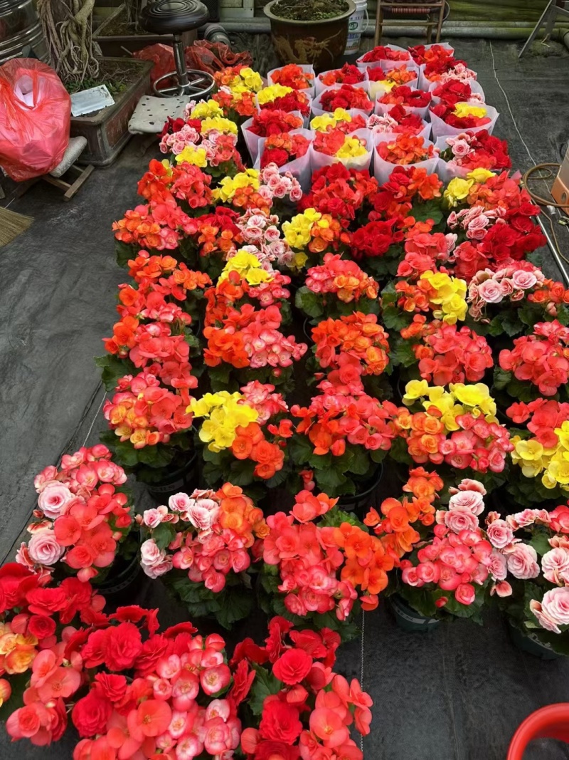 三色丽格海棠