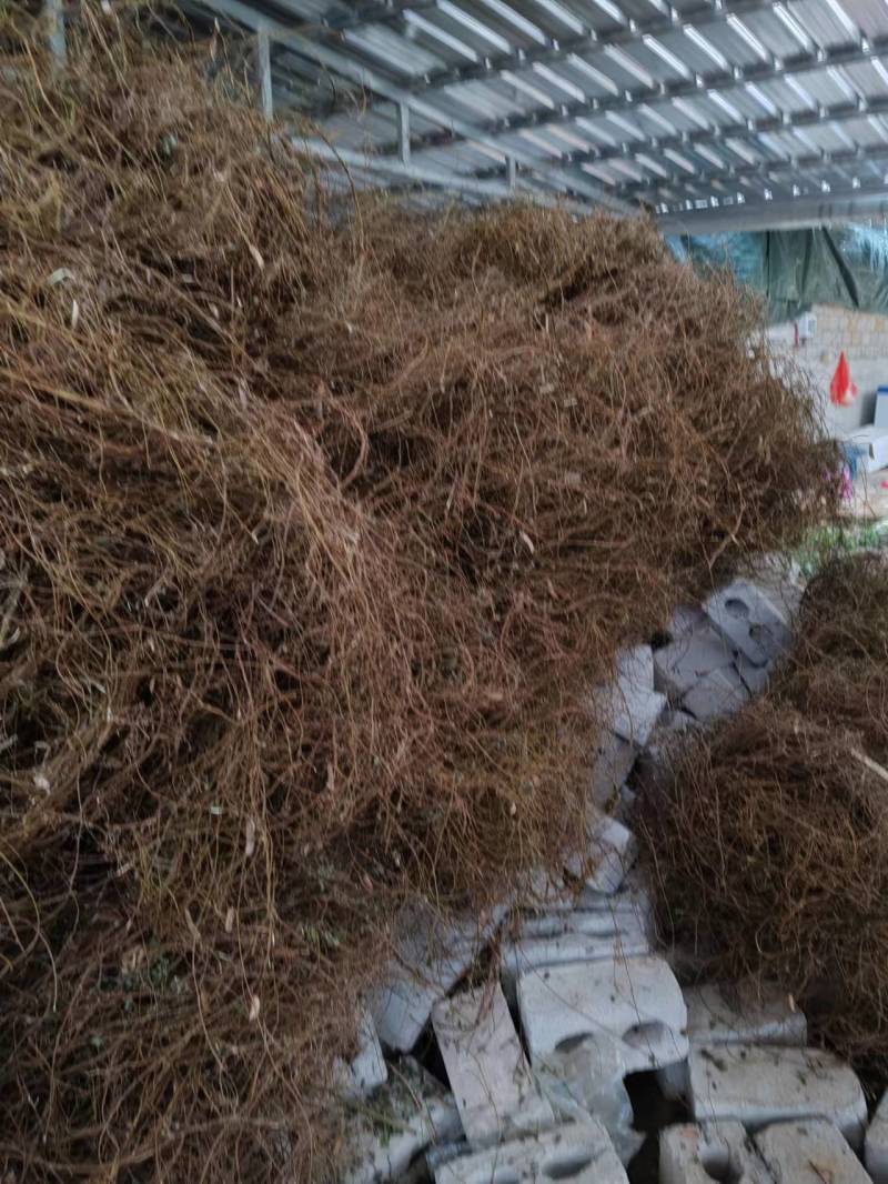 鸡骨草