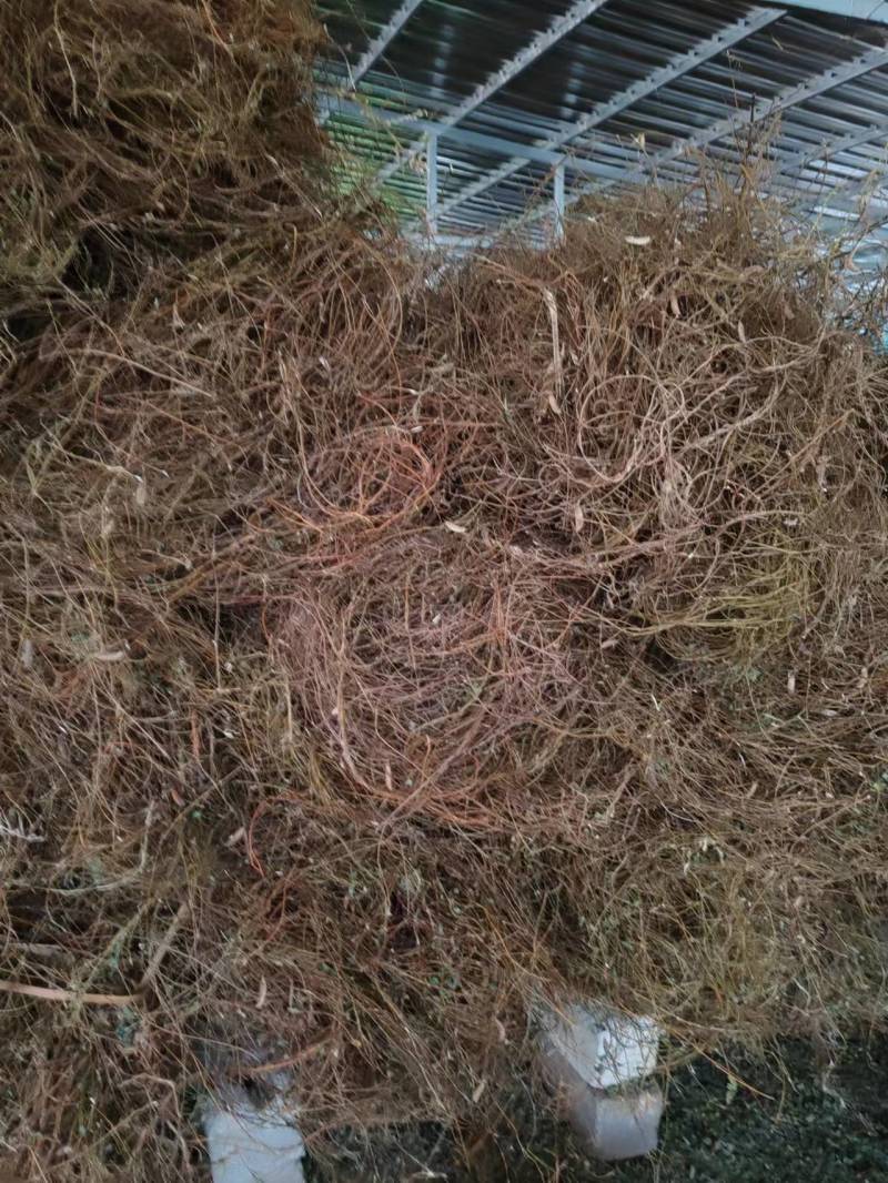 鸡骨草
