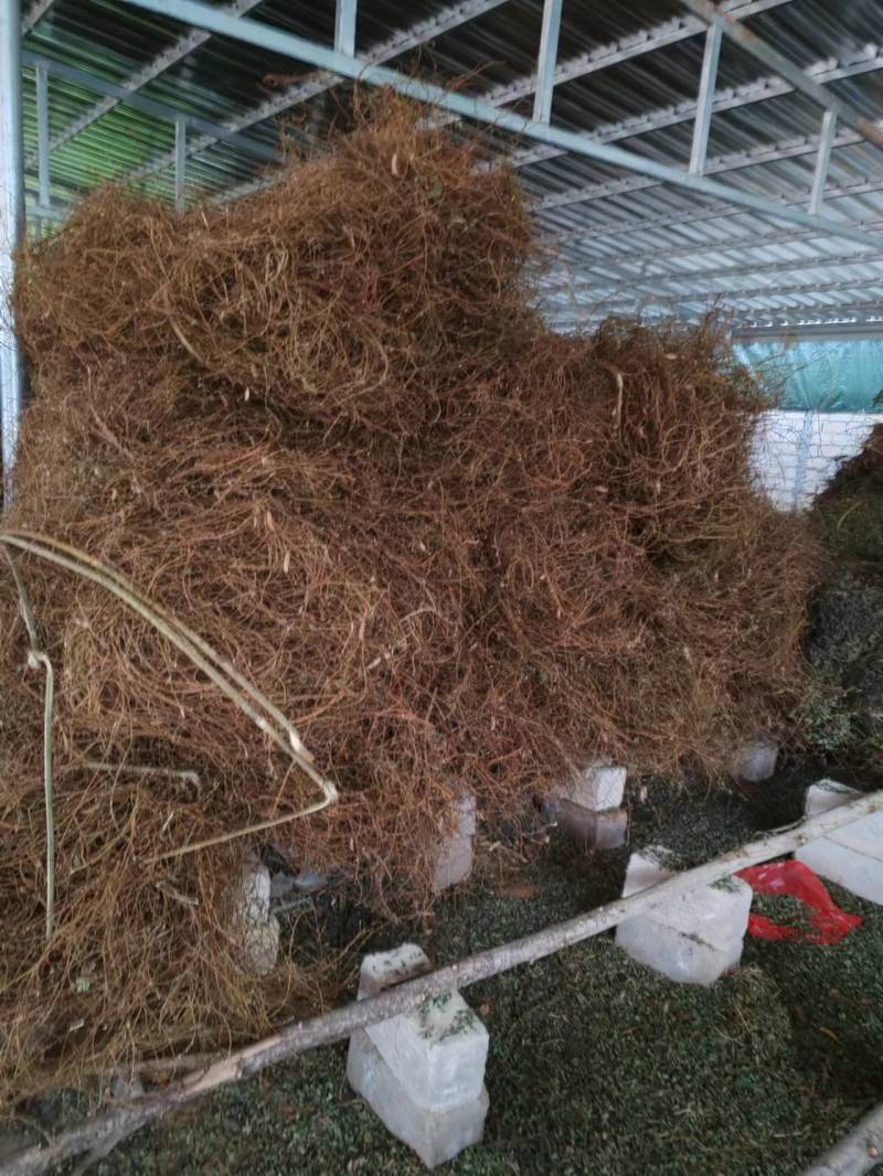 鸡骨草