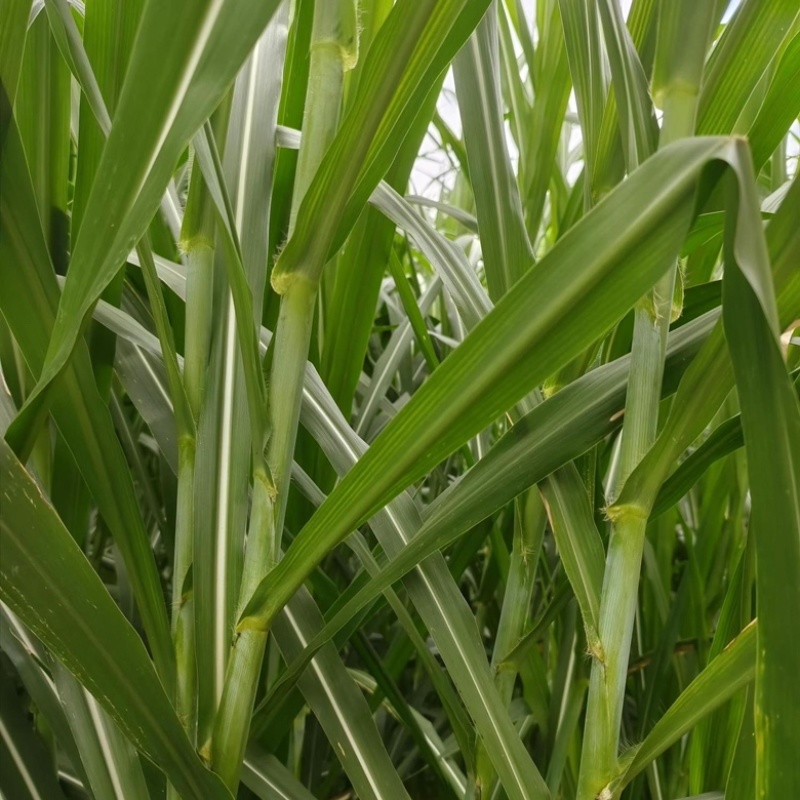 无绒毛甜象草种节高产牧草多年生长畜牧适口性好耐寒草种