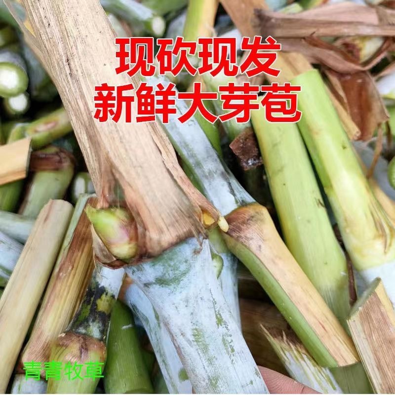 无绒毛甜象草种节高产牧草多年生长畜牧适口性好耐寒草种