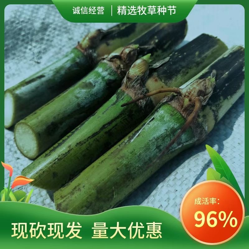 无绒毛甜象草种节高产牧草多年生长畜牧适口性好耐寒草种