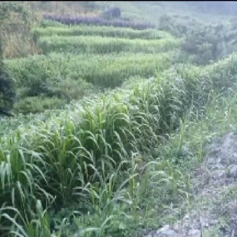 无绒毛甜象草种节高产牧草多年生长畜牧适口性好耐寒草种