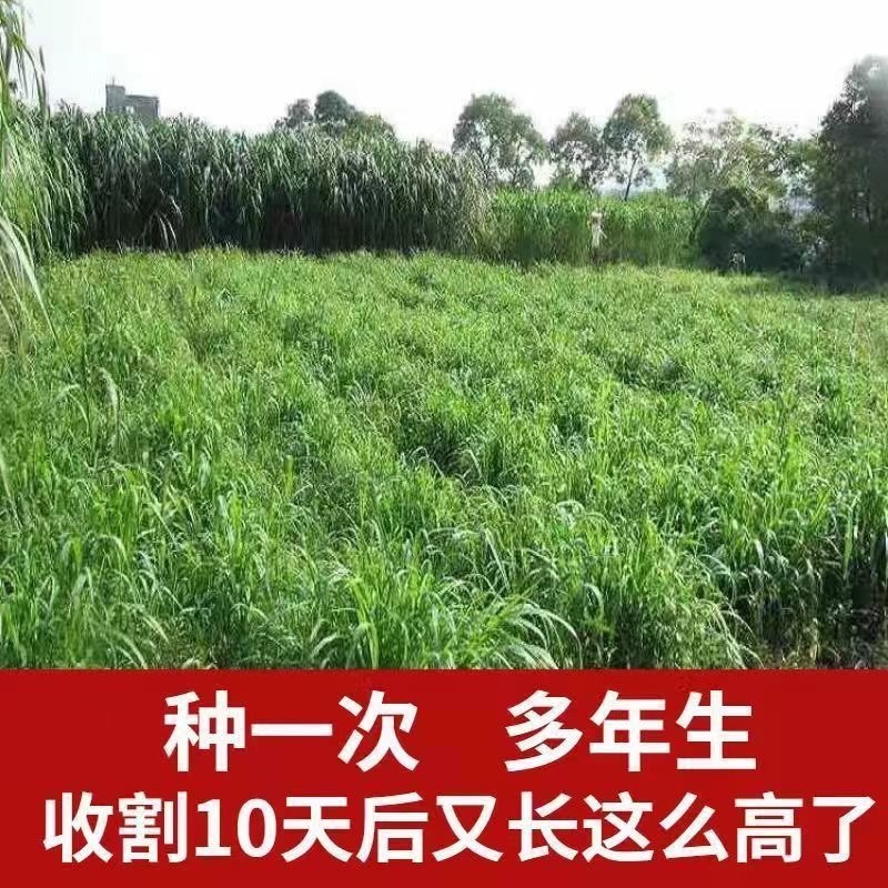 无绒毛甜象草种节高产牧草多年生长畜牧适口性好耐寒草种