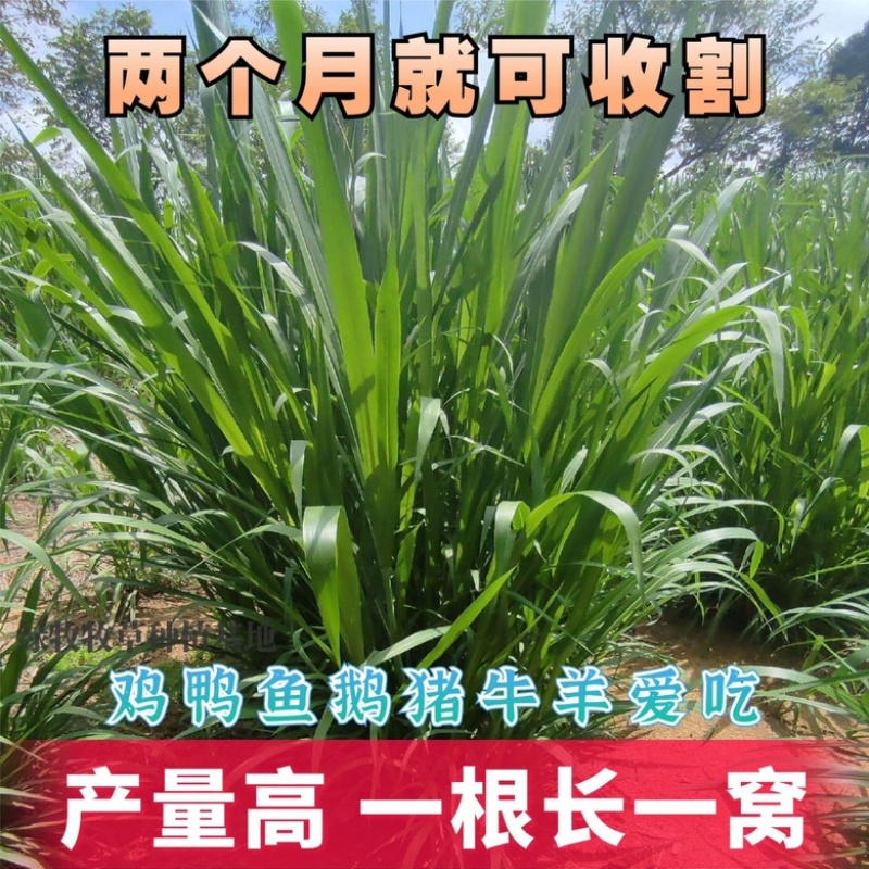 无绒毛甜象草种节高产牧草多年生长畜牧适口性好耐寒草种