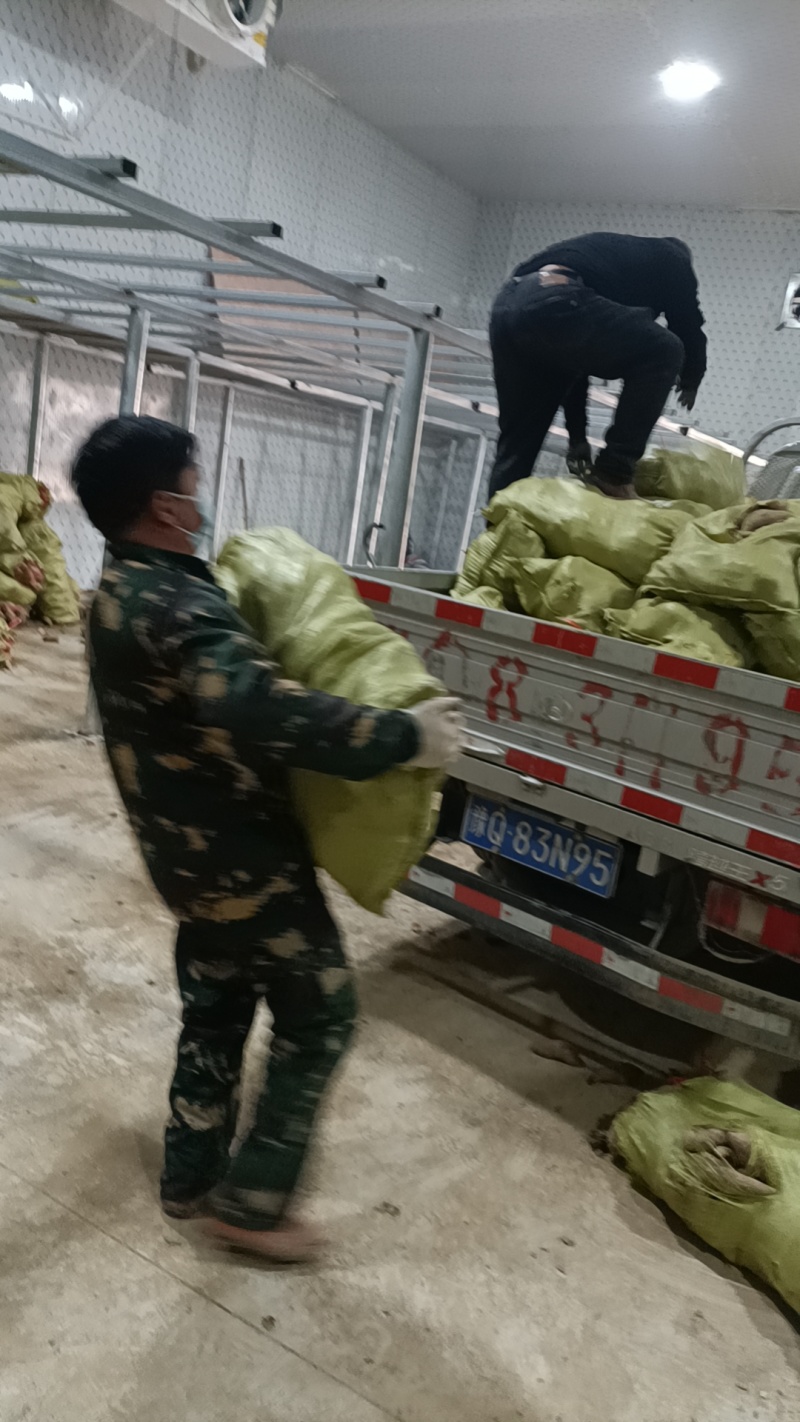 瓦岗丘陵地红薯