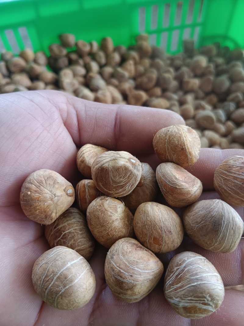 发财树种子