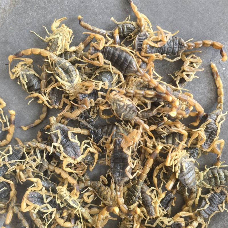 全蝎全虫盐水蝎子新货关书药业1000g起批