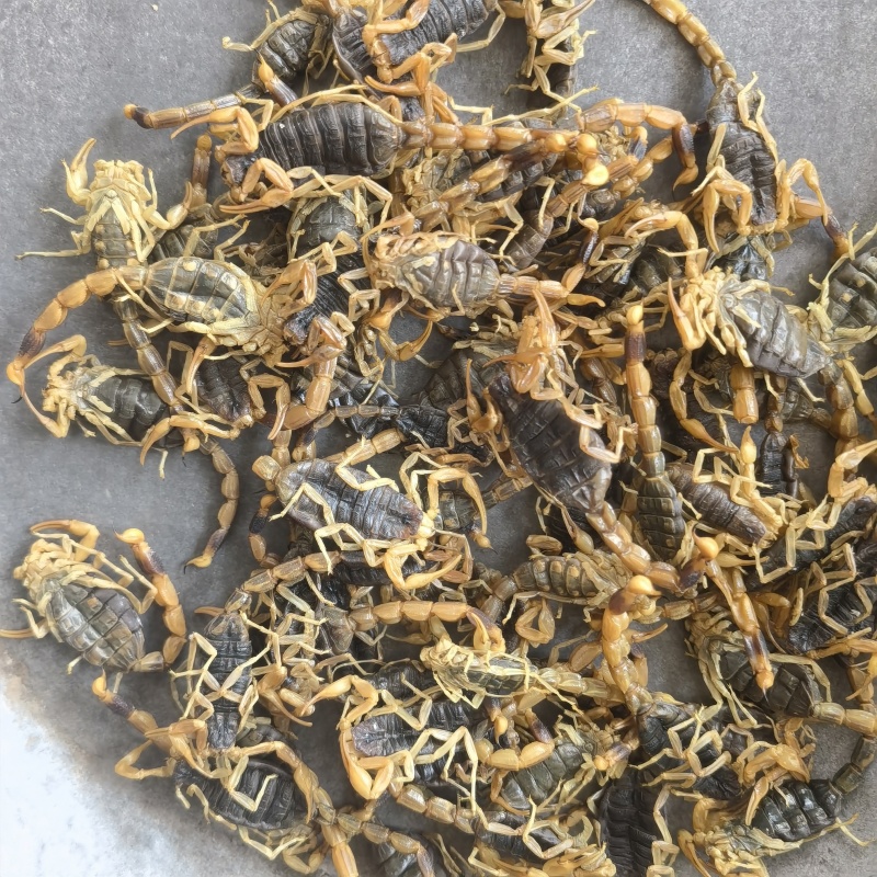 全蝎全虫盐水蝎子新货关书药业1000g起批
