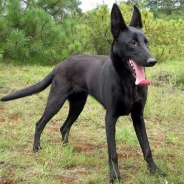 高品质黑狼犬大型犬幼犬