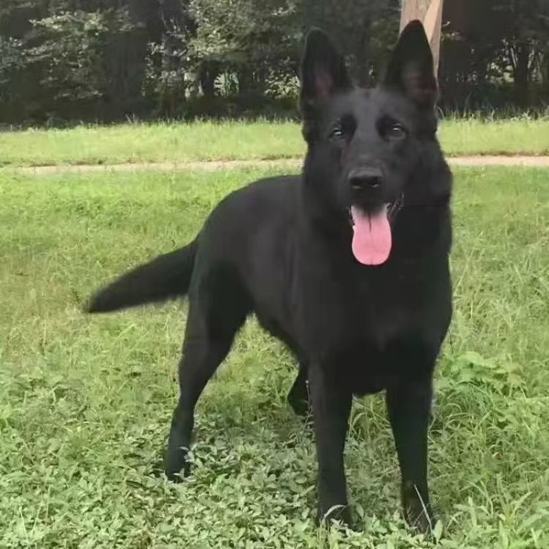 高品质黑狼犬大型犬幼犬