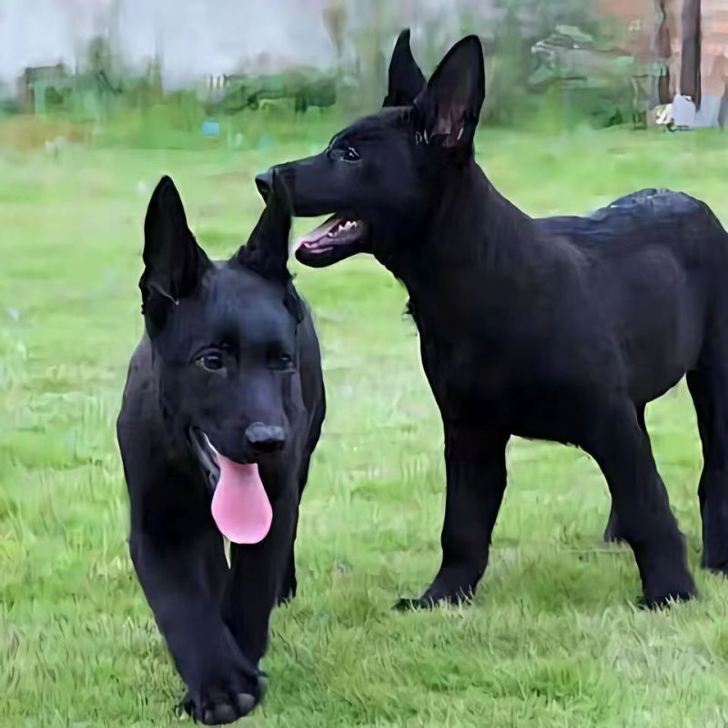 高品质黑狼犬大型犬幼犬