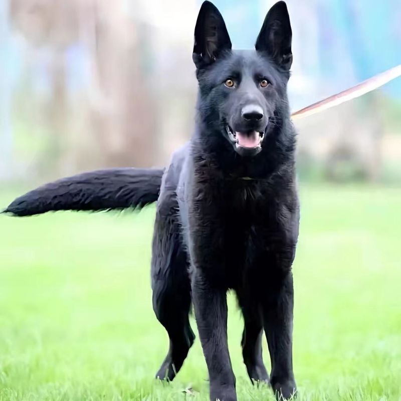 高品质黑狼犬大型犬幼犬