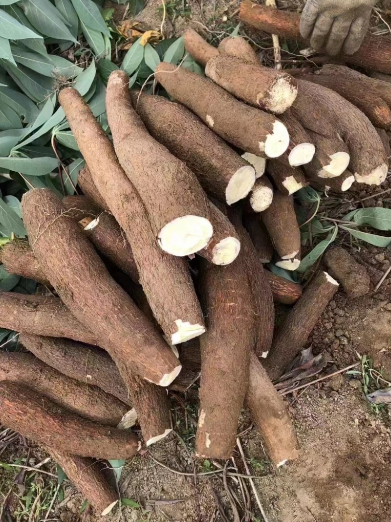 黄肉木薯