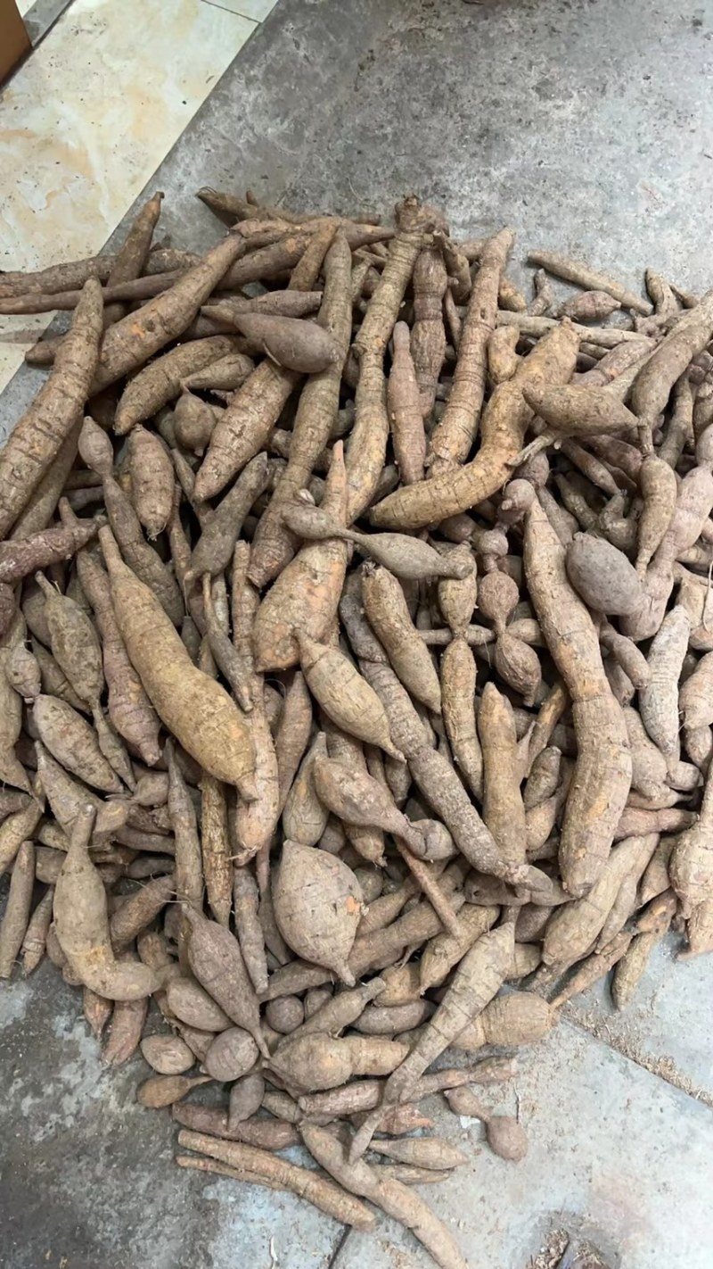 野生黄牛