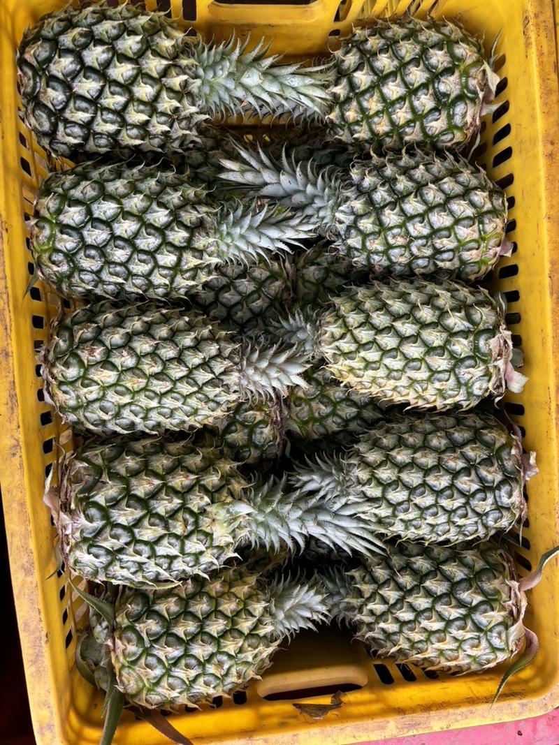 《精选》广东产地菠萝现货供应可供市场商超电商欢迎电联