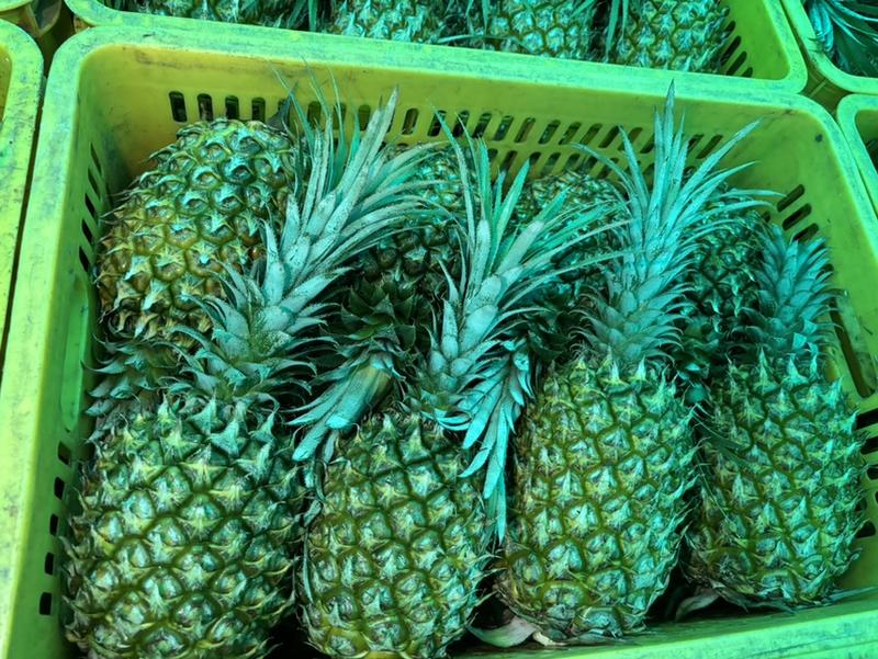 《精选》广东产地菠萝现货供应可供市场商超电商欢迎电联