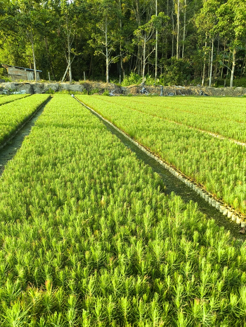 一年生湿地松营养袋苗