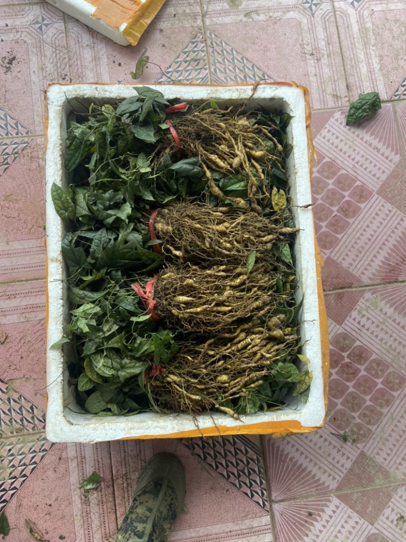 金果榄种苗