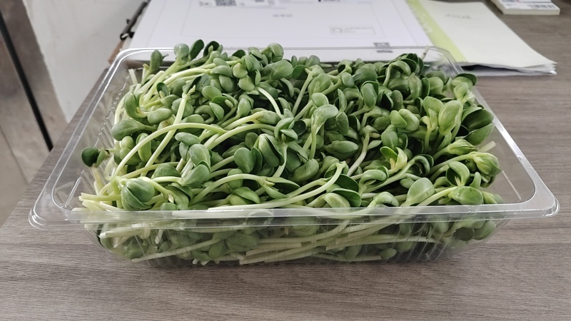土培芽苗菜无农残
