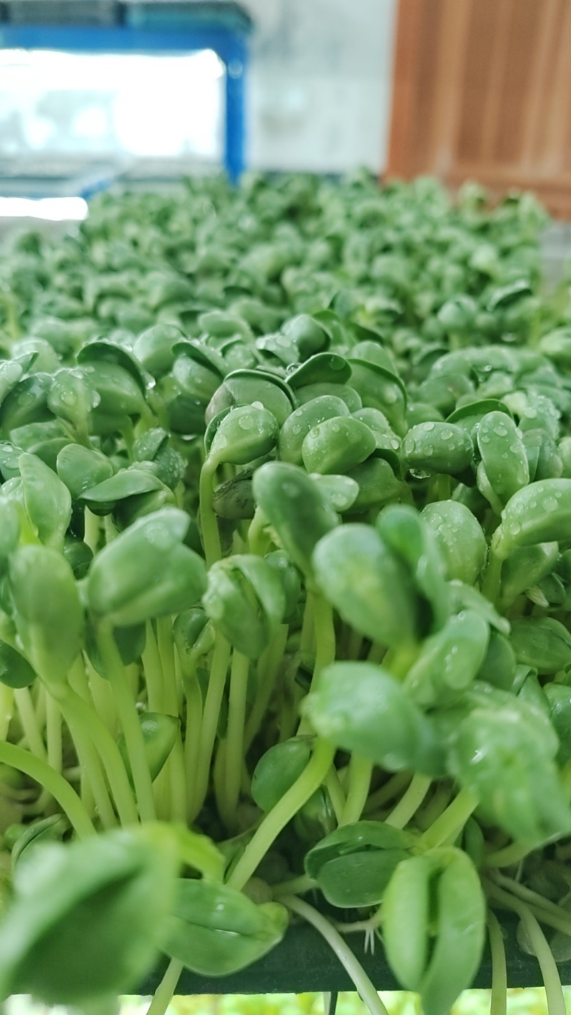 土培芽苗菜无农残