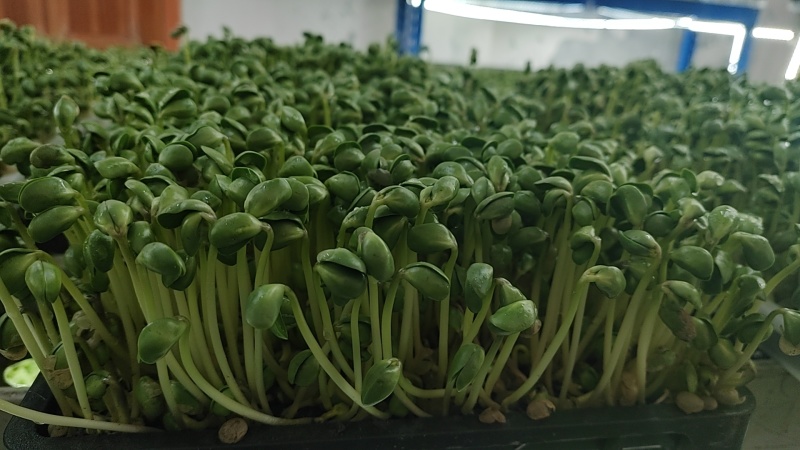 土培芽苗菜无农残