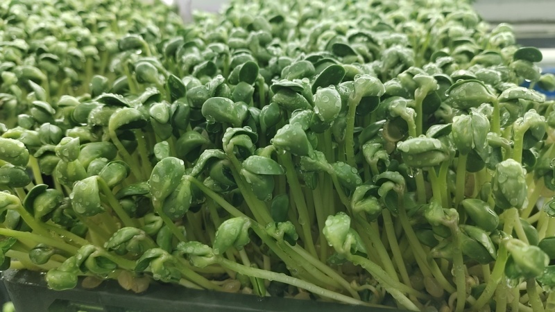 土培芽苗菜无农残