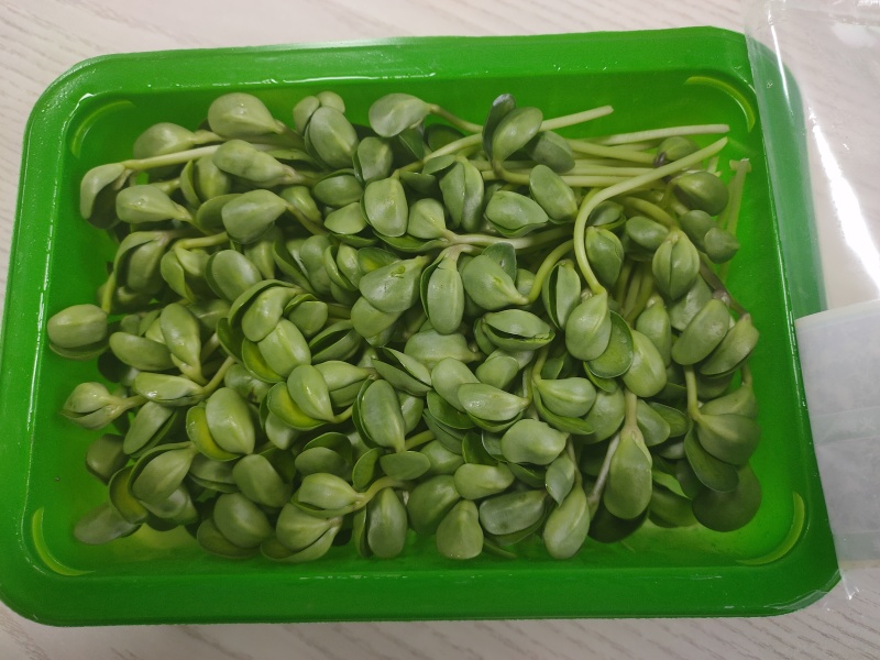 土培芽苗菜无农残
