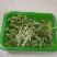 土培芽苗菜无农残