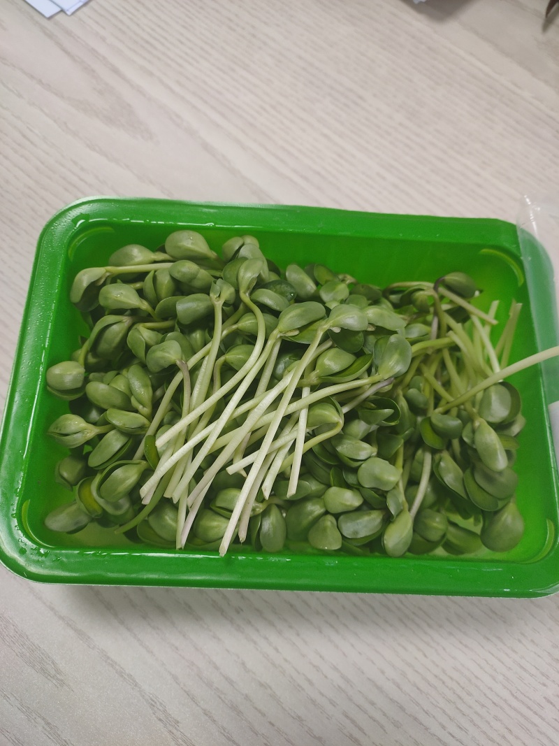 土培芽苗菜无农残