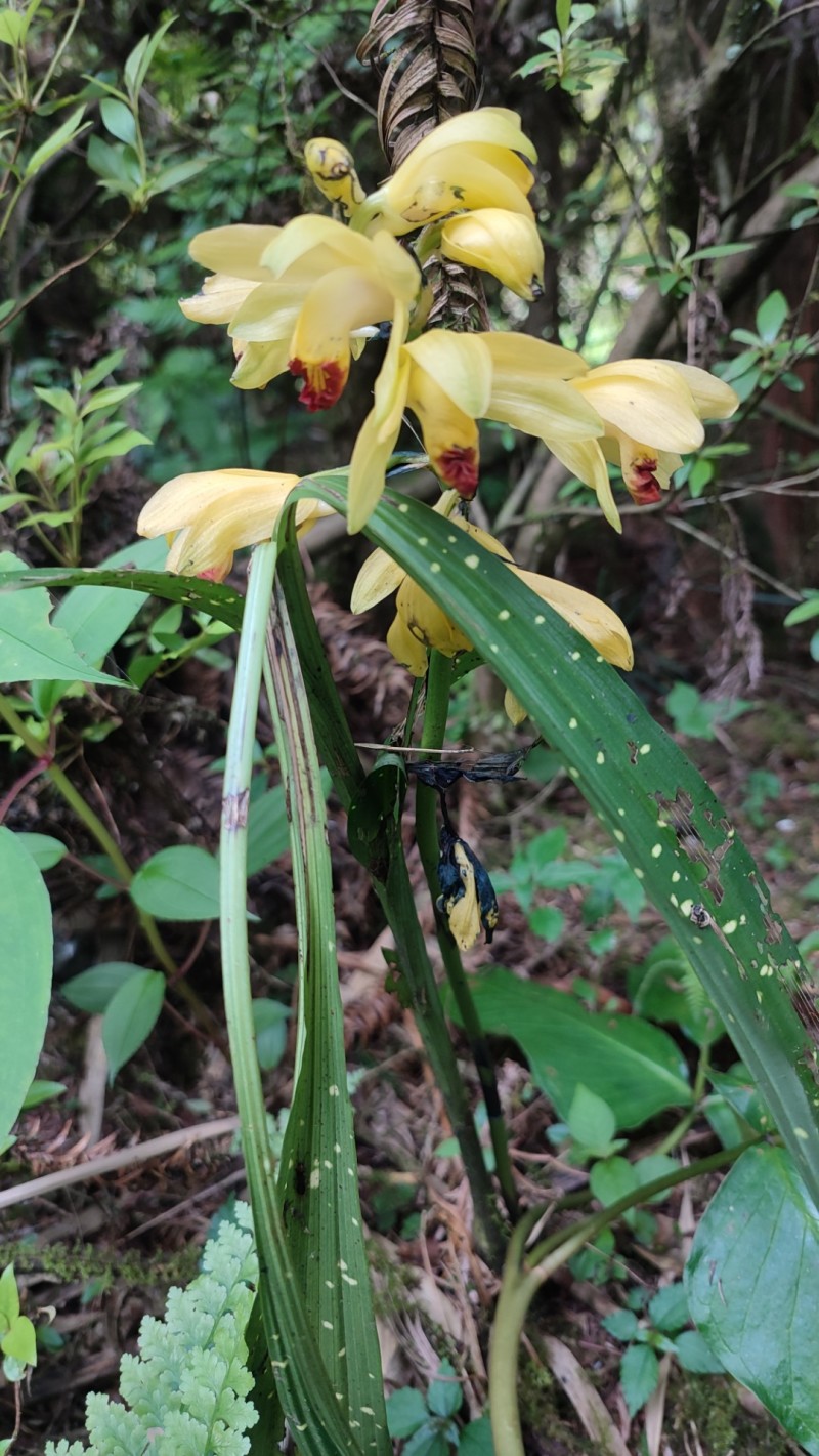 山花兰科各种花色奇花