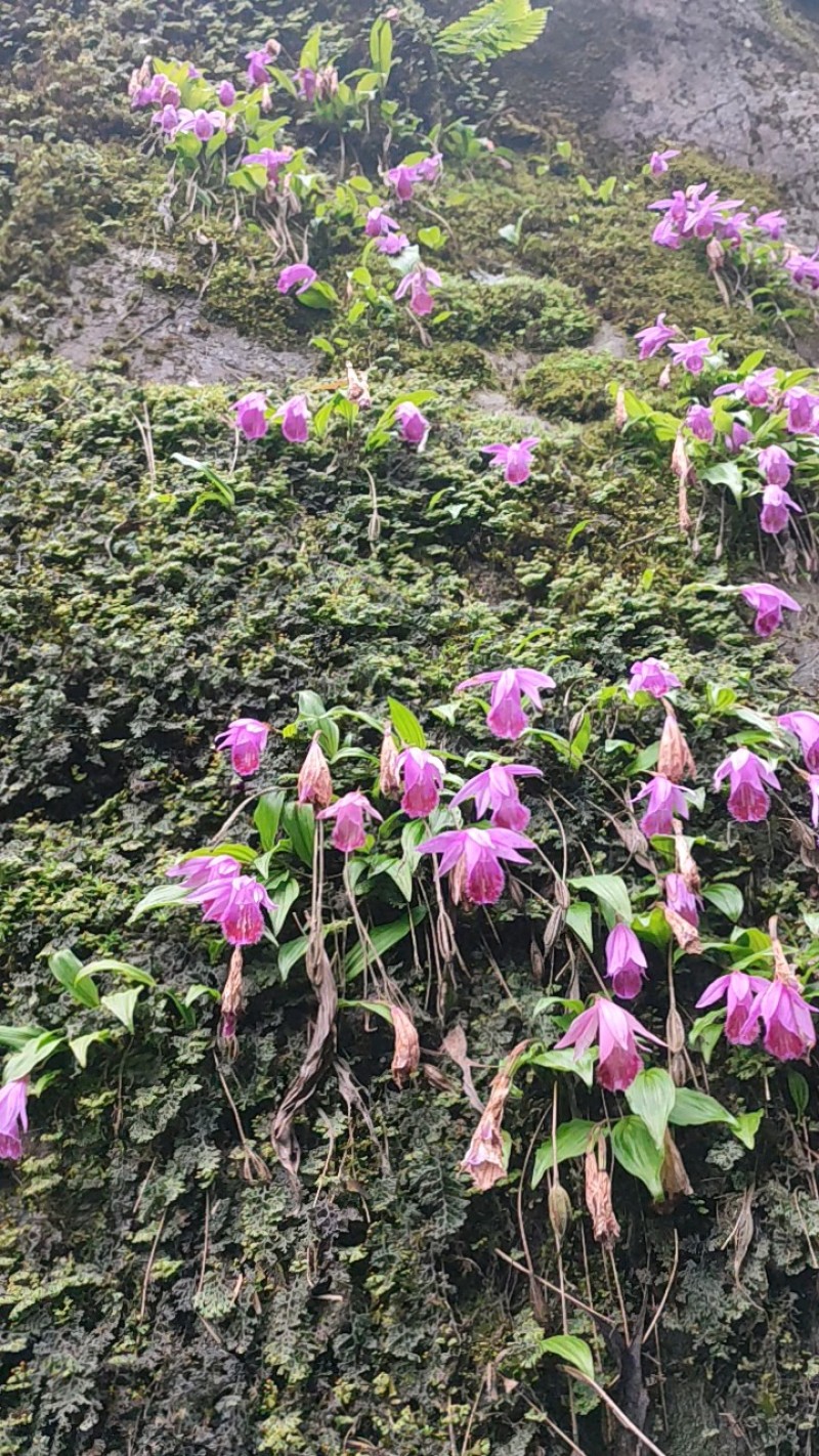 山花兰科各种花色奇花