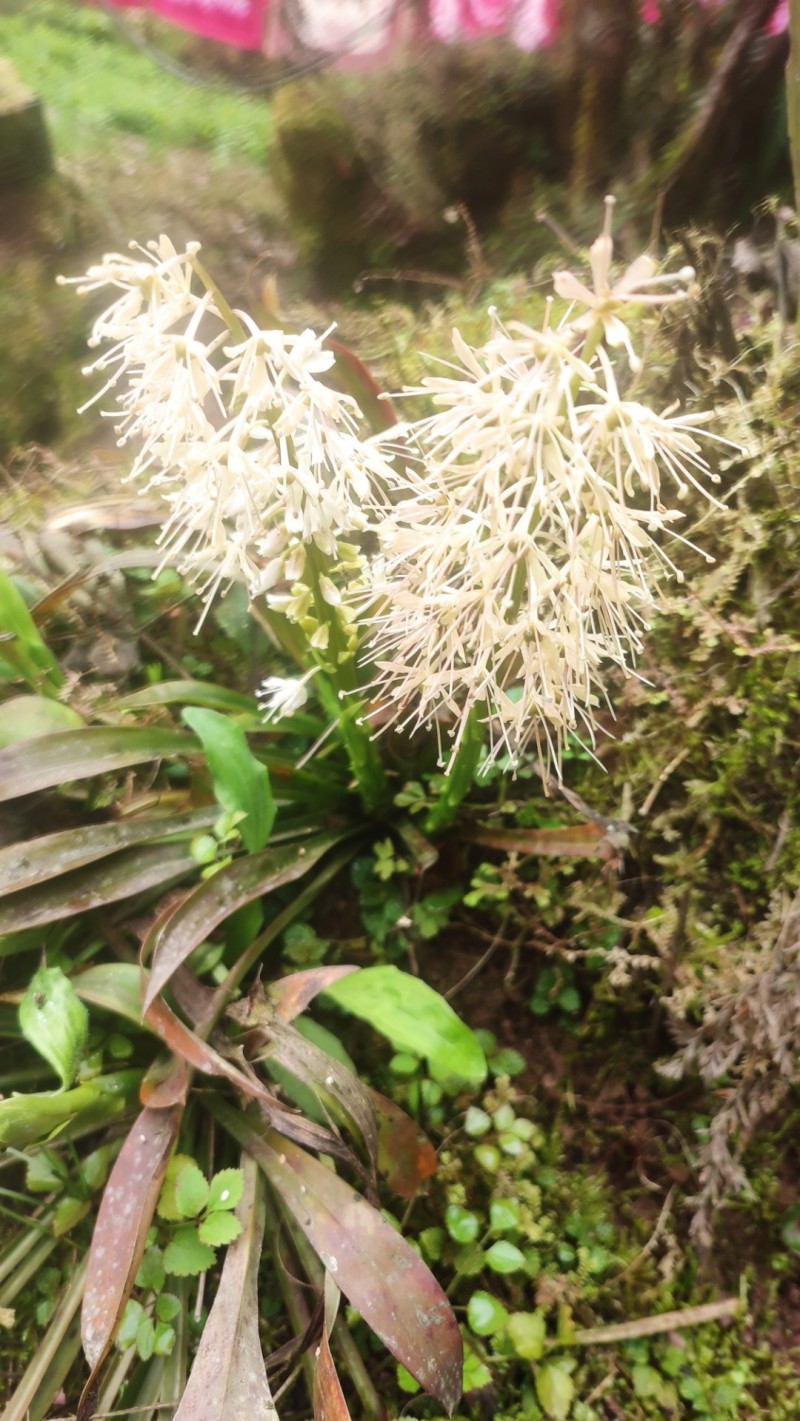 山花兰科各种花色奇花