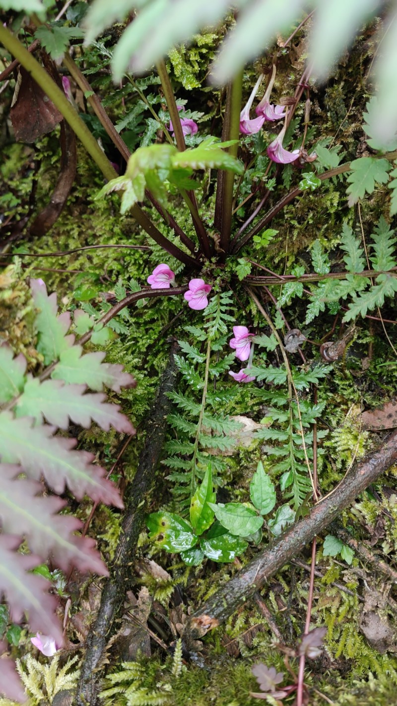 山花兰科各种花色奇花