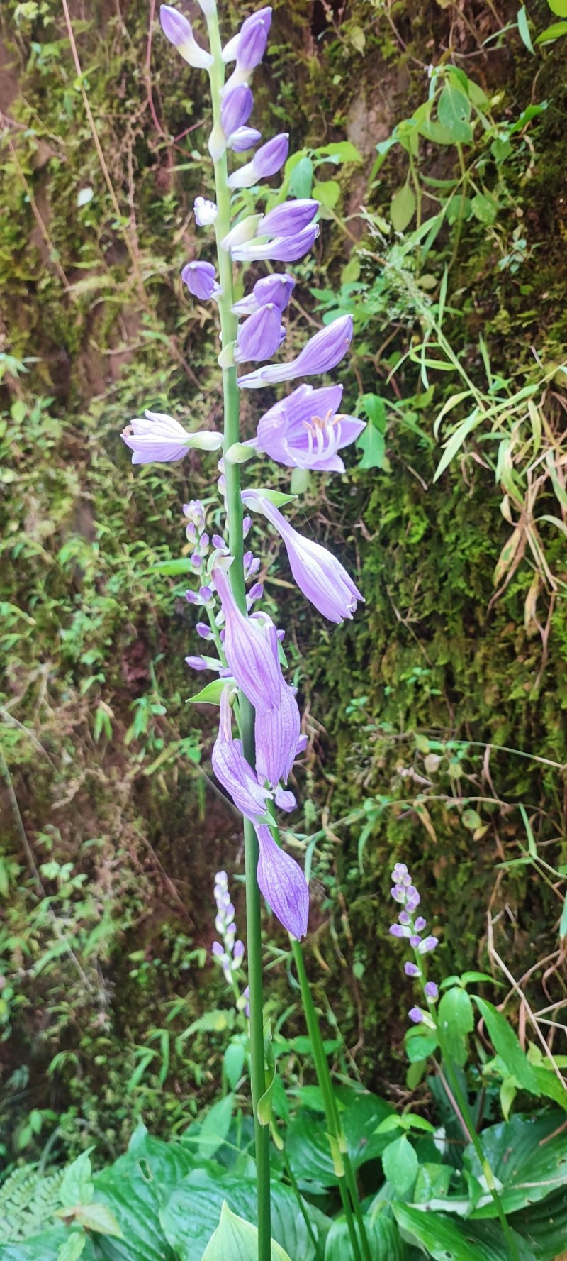 山花兰科各种花色奇花