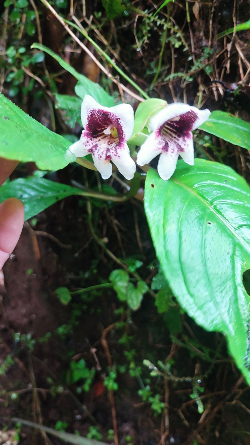 山花兰科各种花色奇花