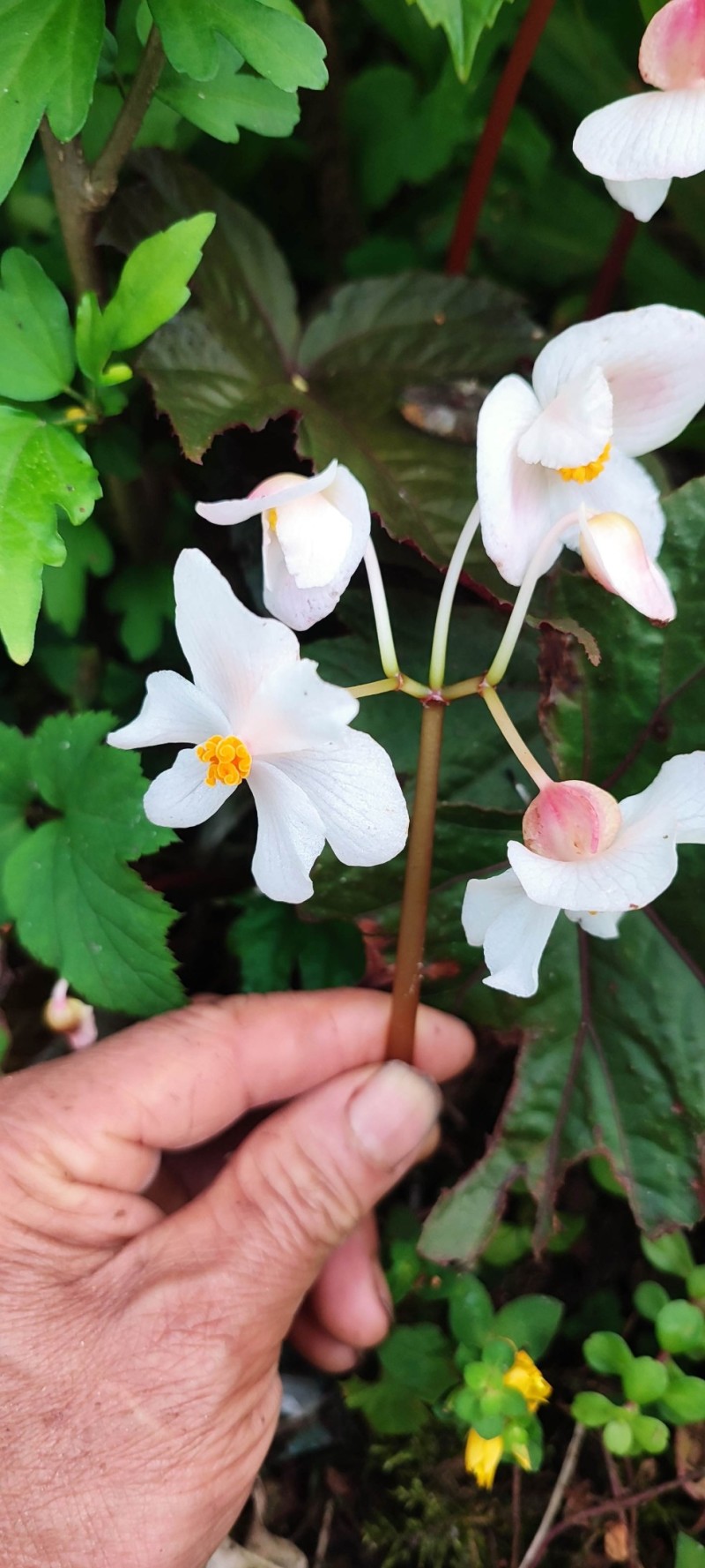 山花兰科各种花色奇花