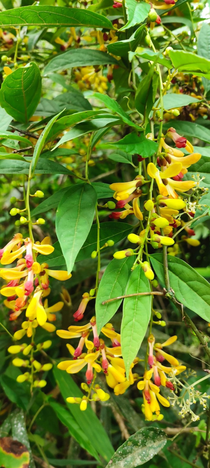 山花兰科各种花色奇花