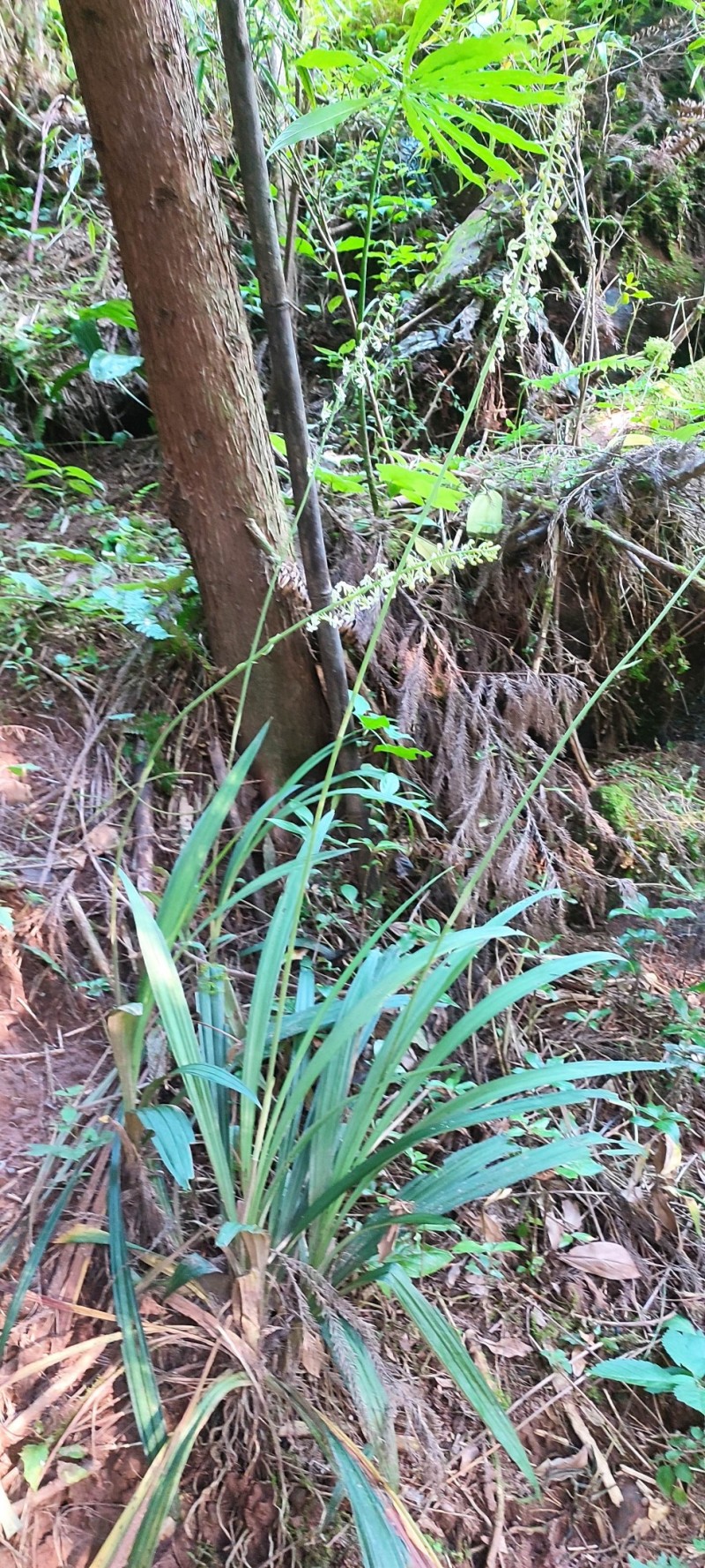 山花兰科各种花色奇花