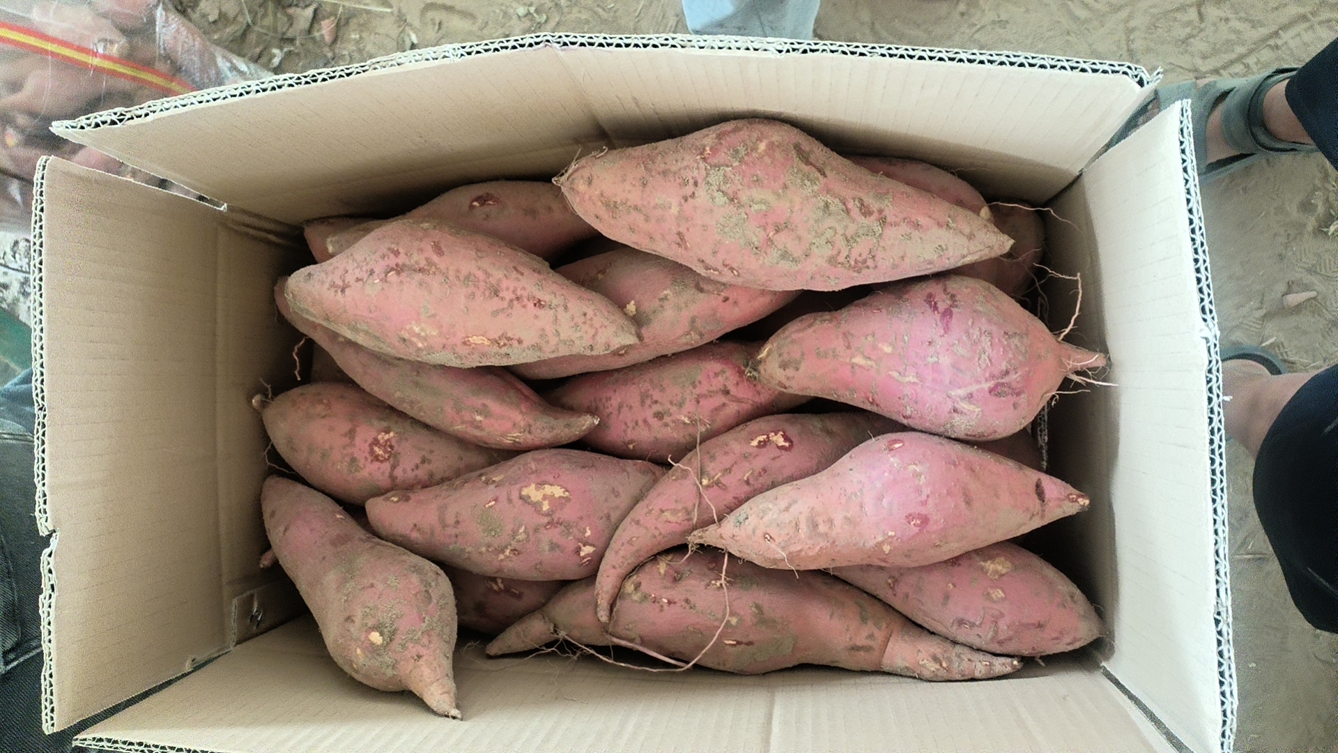 西瓜红红薯深加工产品展示图