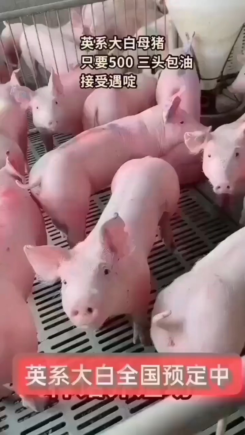 新美系大约克猪