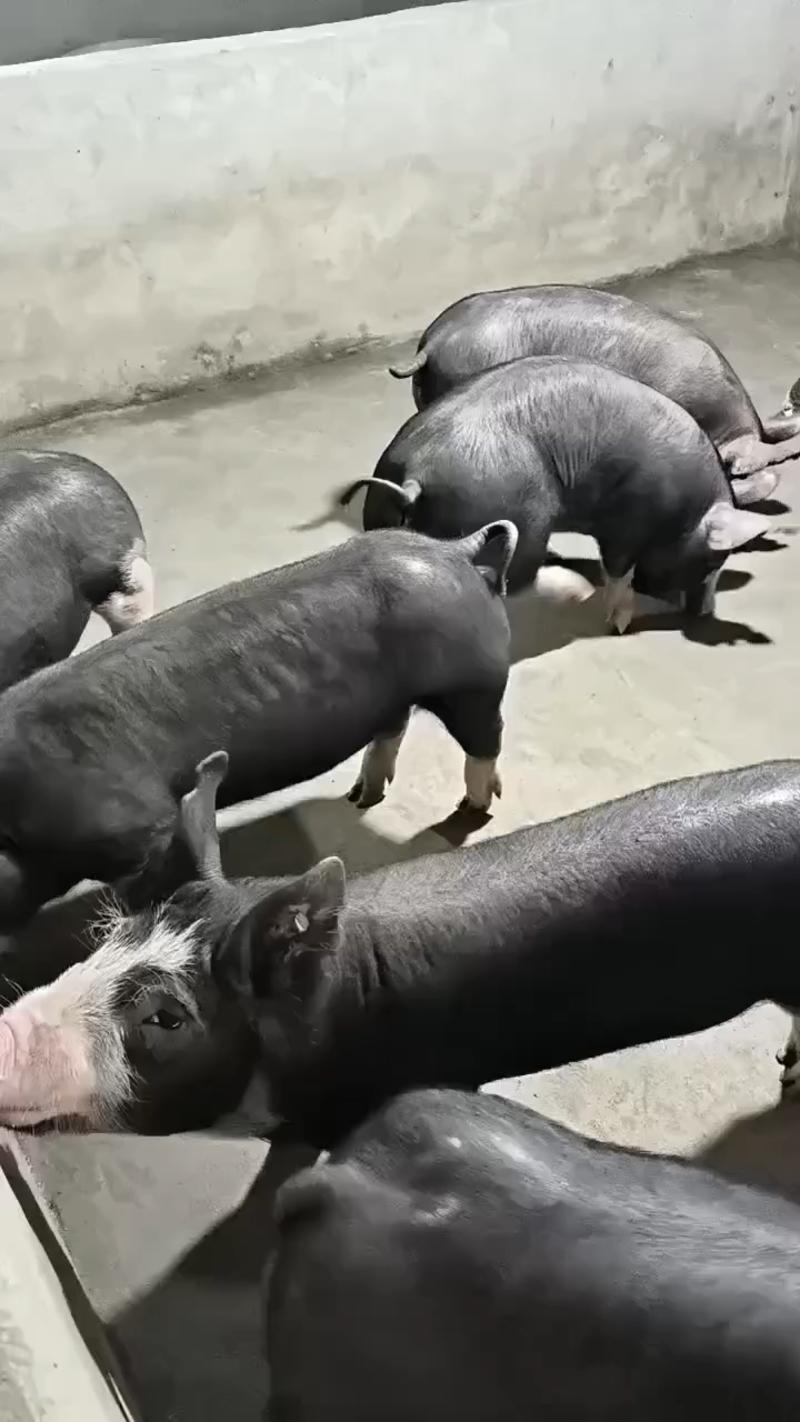 巴克夏种猪
