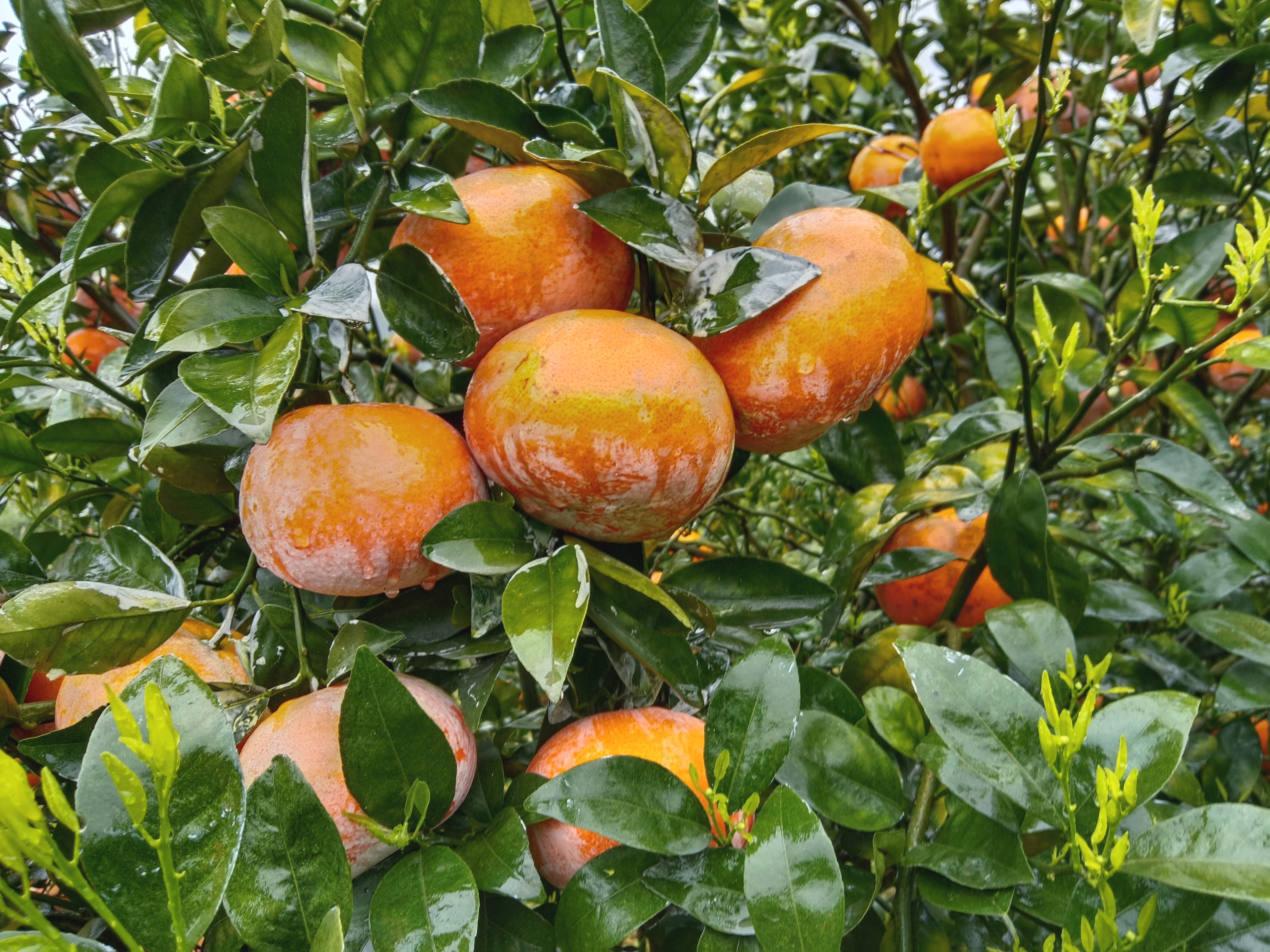 茂谷柑桔果园实景