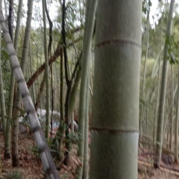 楠竹