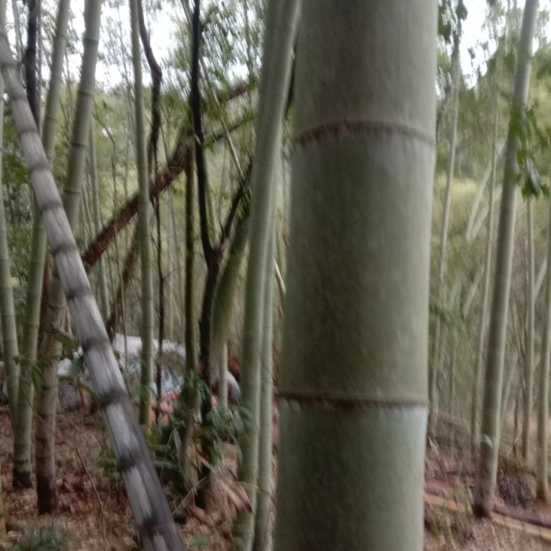 楠竹